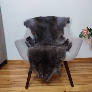 Coyote pelt