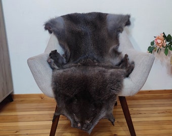 Coyote pelt