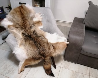 Coyote pelt