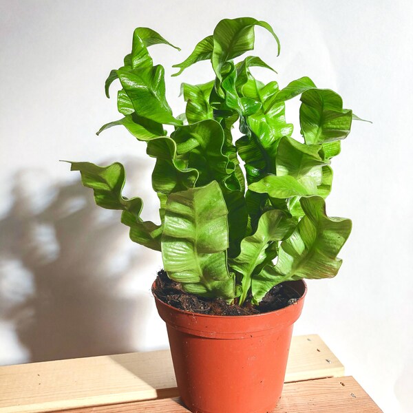 Crispy Wave Fern or Japanese Asplenium nidus Fern Indoor House Plant