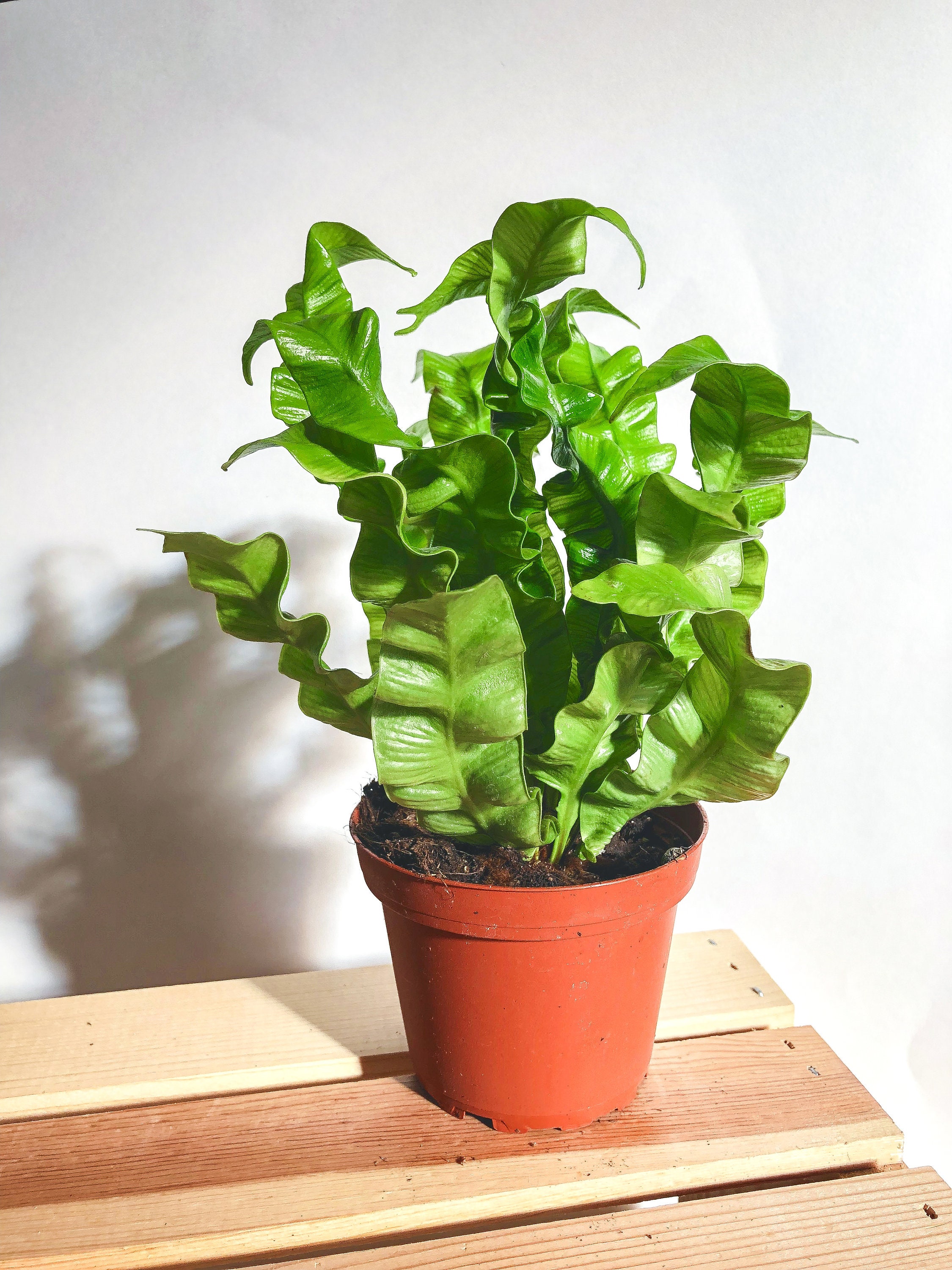 Asplenium Nidus Crispy Wave Pleated Bird's Nest Fern 12 X 30cm