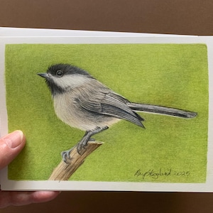 Crayon de couleur original mésange à tête noire, dessiné à la main sur une carte d'art de 5 x 7 pouces, comprend une enveloppe