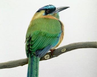 Original Turquoise-Browed Motmot coloured pencil drawing with a white background