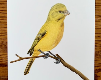 Original Yellow Canary coloured pencil drawing, 9x12 inch wall decor