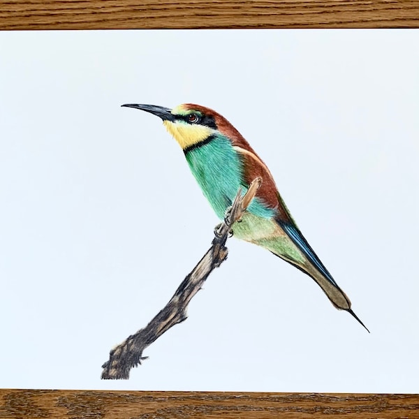 European Bee-Eater original 9x12 inch coloured pencil drawing on mixed media paper