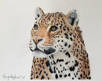 Original Jaguar portrait, coloured pencil drawing, 8x6 inch wall decor