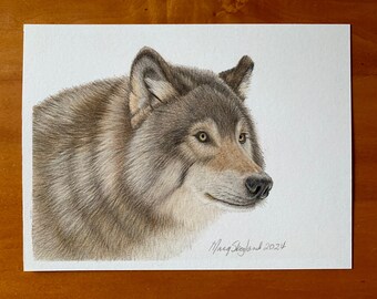 Original Grey Wolf, 6x8 inch coloured pencil drawing, wall decor