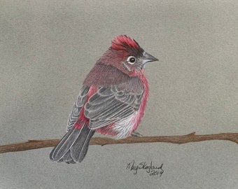 CLEARANCE, original coloured pencil, 9"x12" Red-Crested Finch, wall decor