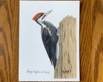 Original coloured pencil drawing of a Pileated Woodpecker, 6x8 inch wall decor
