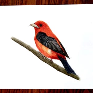 Scarlet Tanager Drawing: Original Colored Pencil Bird Art (9x12 inch)