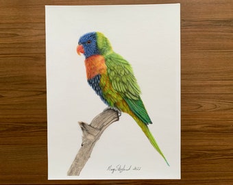 Original Rainbow Lorikeet, coloured pencil 9x12 wall decor on white background