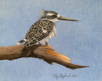 Pileated Kingfisher original coloured pencil art by Marg Skogland