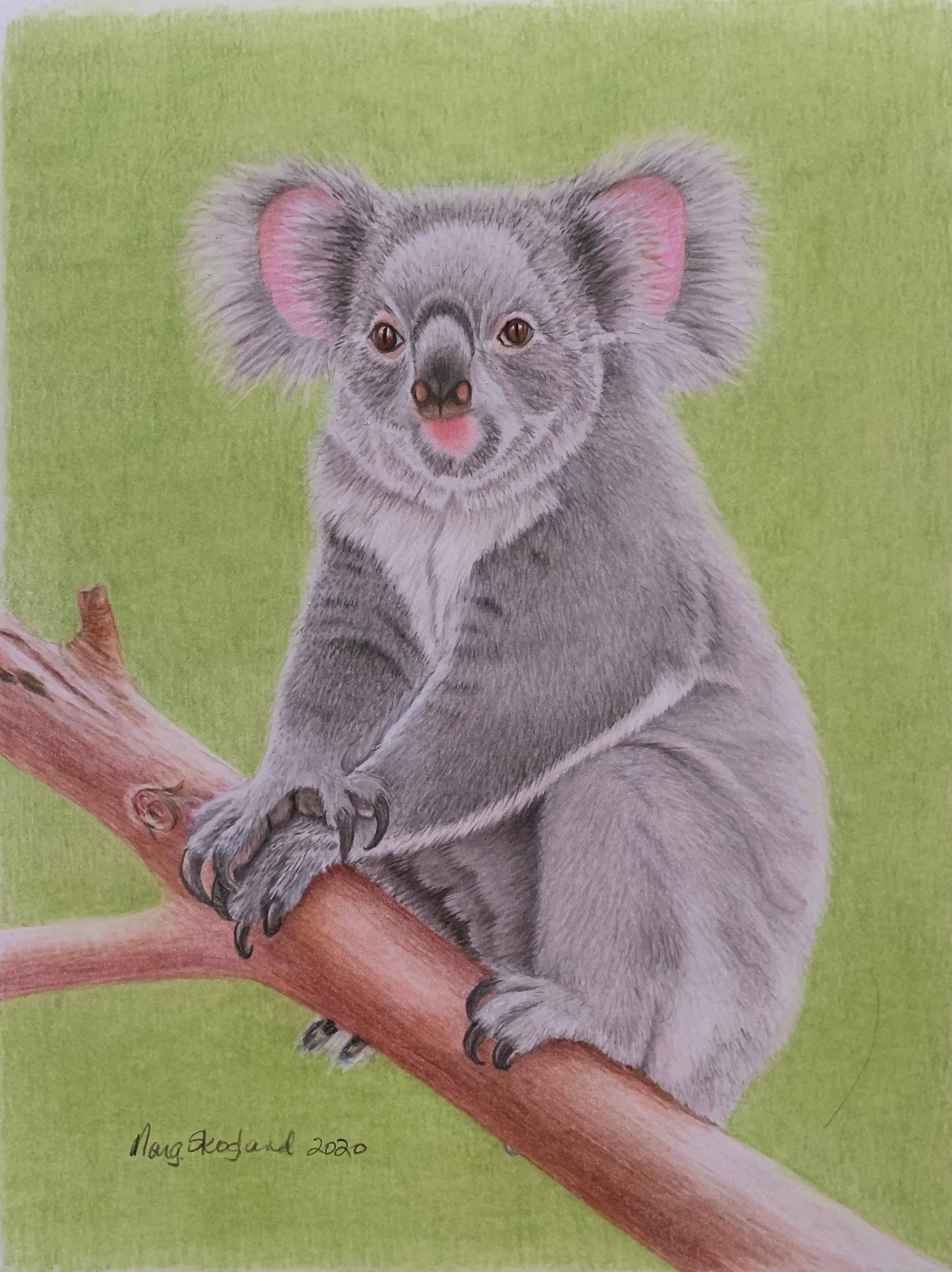 Koala Pencil Drawing - Etsy Koala Pencil Drawing - Etsy