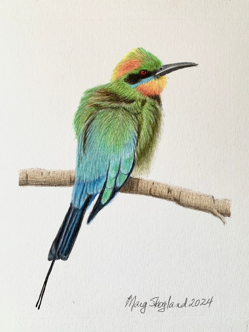 Original coloured pencil drawing of a Rainbow Bee-Eater, 6x8 inch wall decor image 2