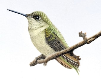Original coloured pencil art of an Anna's Hummingbird, 9"x12" wall art, North American Bird