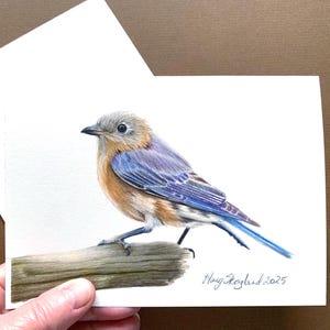 Merlebleu de l'Est, dessin original au crayon de couleur fait main sur une carte d'art, une carte de voeux et une décoration murale de 5 x 7 pouces