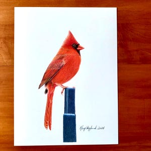 Original Cardinal coloured pencil drawing on 9x12 inch white paper.