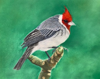 CLEARANCE! Original, Red-Crested Cardinal, a coloured pencil and pastel drawing, 9"x12" wall art, gift of bird art