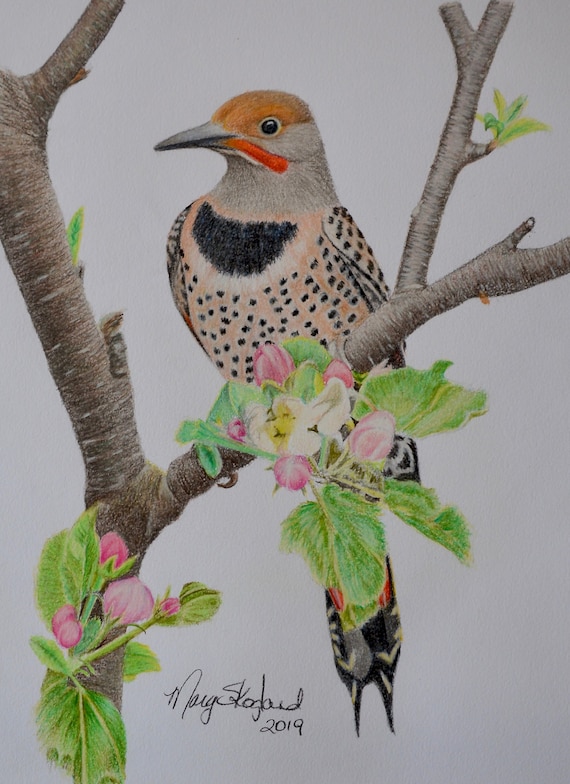 Coloured Pencil Wall Art 9x12 Original Art Wildlife Lover Gift Ruby Throated Humming Bird Wildlife Art Art by Marg Skogland