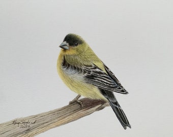 American Goldfinch original coloured pencil drawing on a white background, 9 x 12 inch wall decor