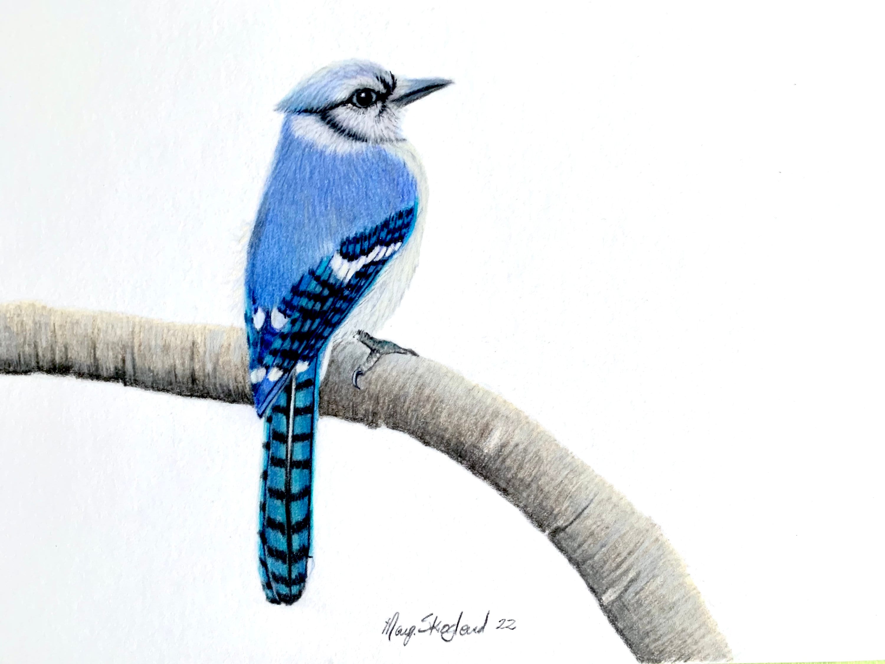 Original Blue Jay, Bird Art in Coloured Pencil, White Background, 9x12