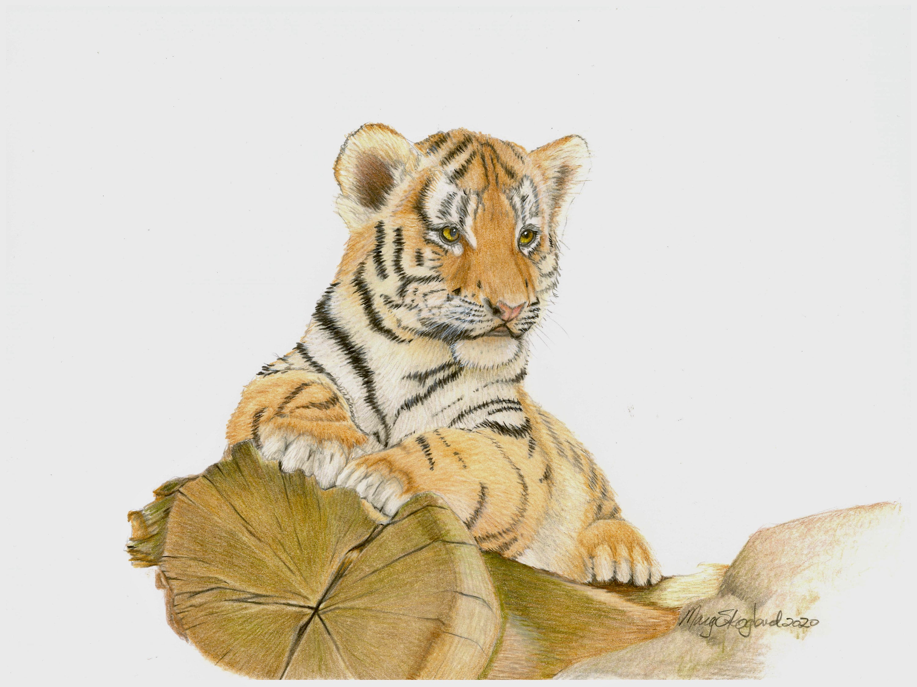 Pencil Drawings Of Baby Animals