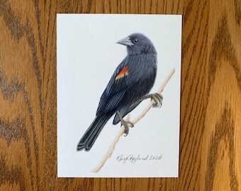 Original coloured pencil drawing of a Red-Winged Blackbird, 6x8 inch wall decor