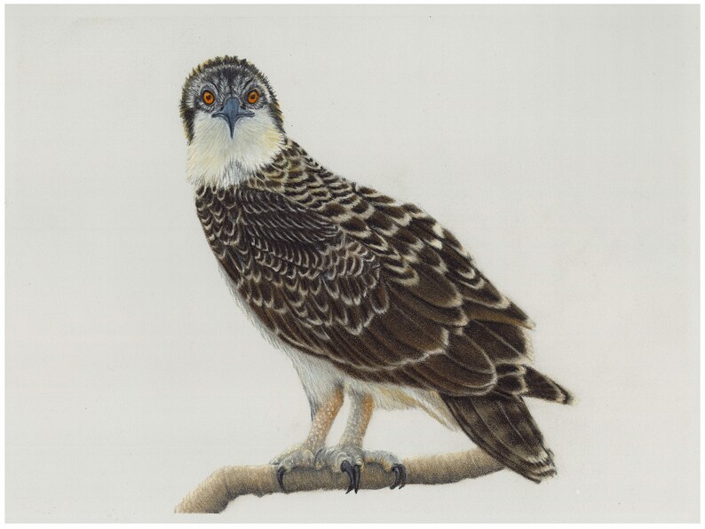 Osprey Original Coloured Pencil Drawing With a Light Grey Etsy Canada