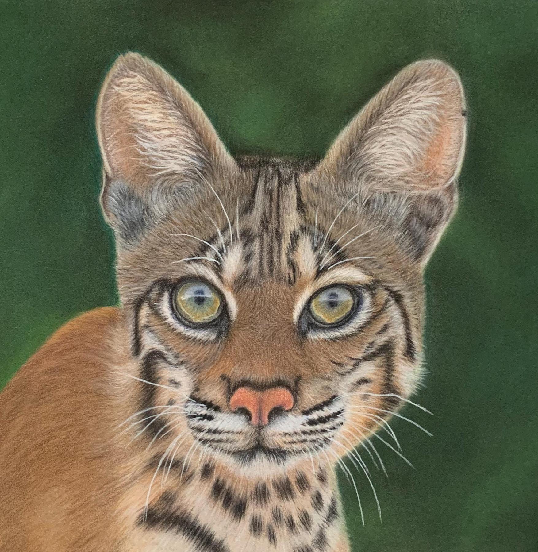 Original Bobcat: 11x14 Inch Coloured Pencil Drawing, Wall Decor - Etsy, image size:1754x1799