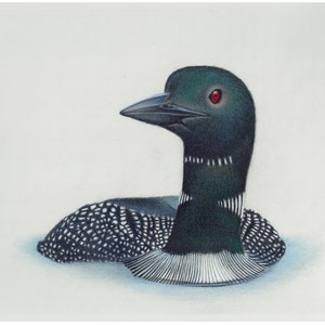 Plongeon huard, dessin original au crayon de couleur sur 9 x 12 pouces sur carte pastelmat gris clair