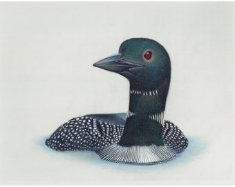 Loon, original coloured pencil drawing