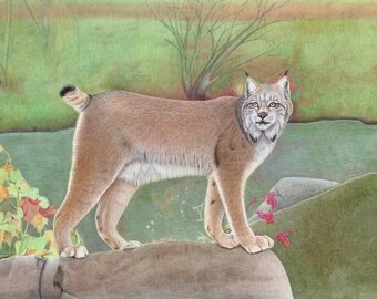 CLEARANCE! Original coloured pencil drawing of a Canada Lynx 18x24 inch wall decor