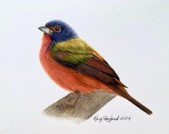 Painted Bunting original coloured pencil drawing on paper on a white background