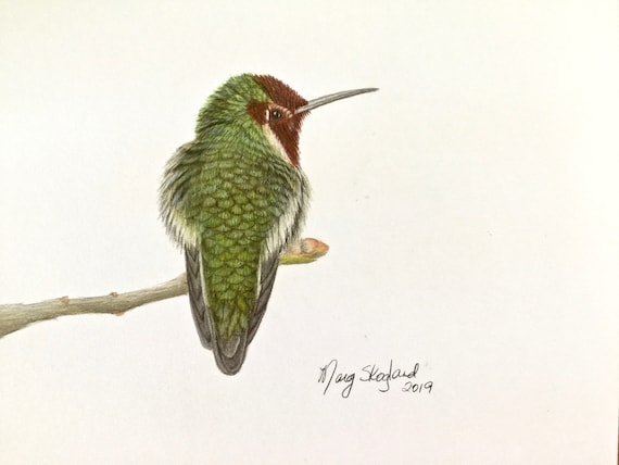 Humming Bird Wall Art A4 Canvas Print Bird Wildlife
