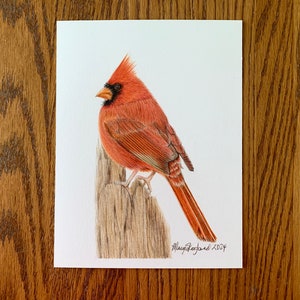 Original coloured pencil drawing on paper, of a male Cardinal, 6x8 inch wall decor