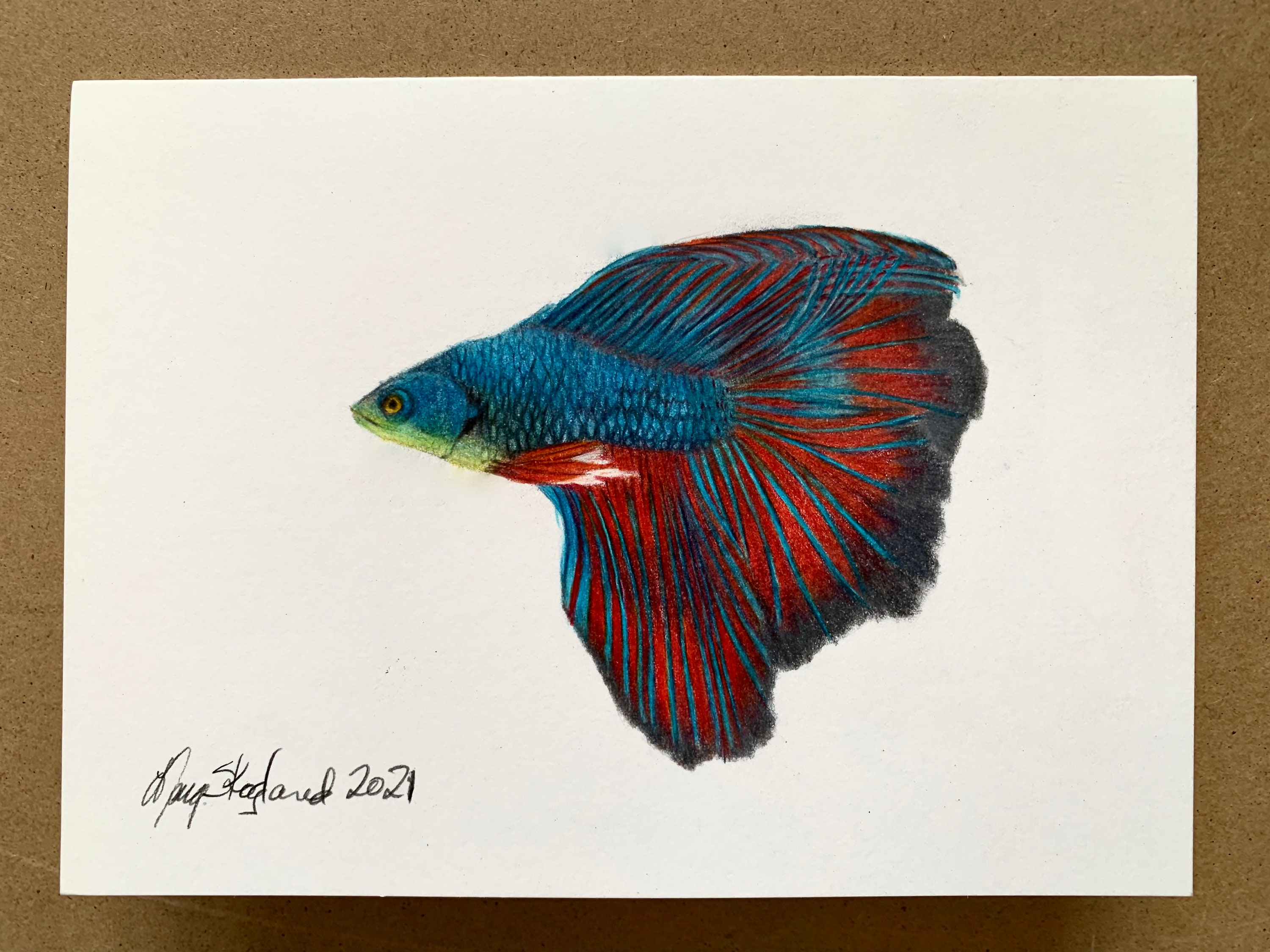 ベタ魚アートカード：オリジナル色鉛筆画（5x7） - Etsy 日本