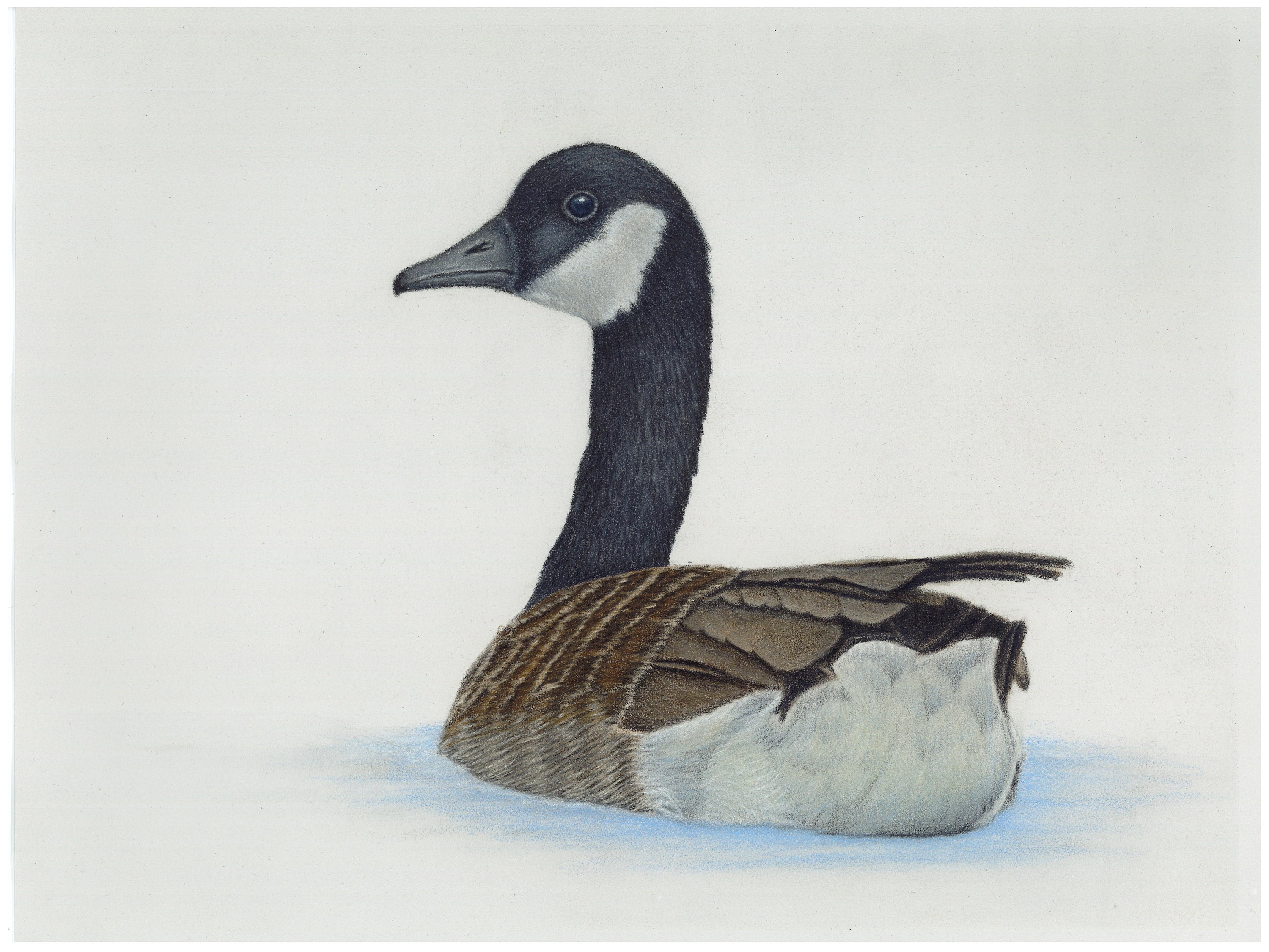 Canadian Goose Drawing