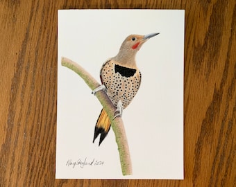 Original coloured pencil drawing of a Northern Flicker, 6x8 inch wall decor