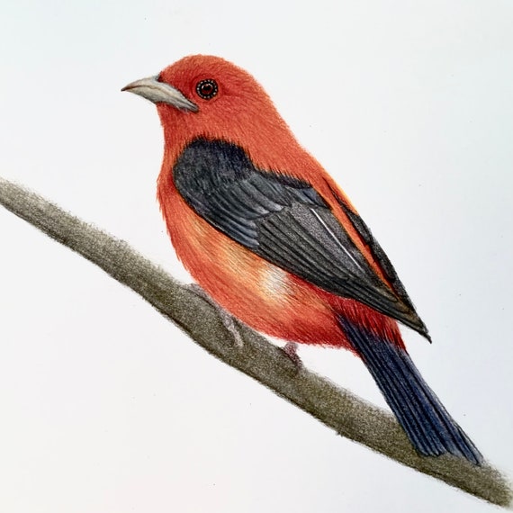 Scarlet Tanager Drawing: Original Colored Pencil Bird Art (9x12