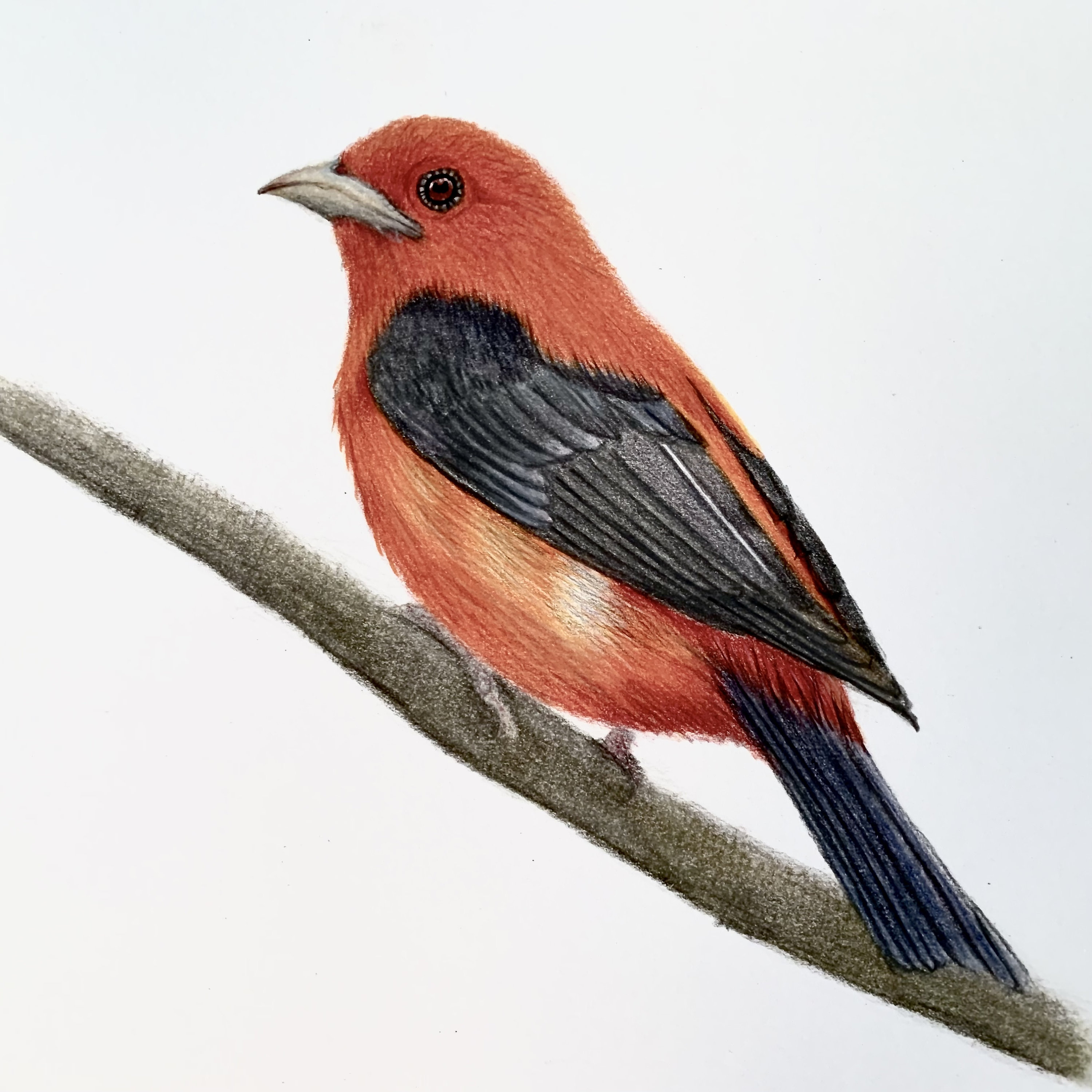 Scarlet Tanager Drawing: Original Colored Pencil Bird Art (9x12