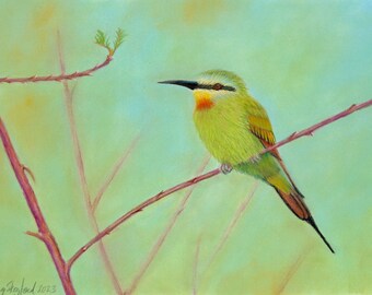 Original Blue Cheeked Bee Eater, 9 x 12 inch pastel painting