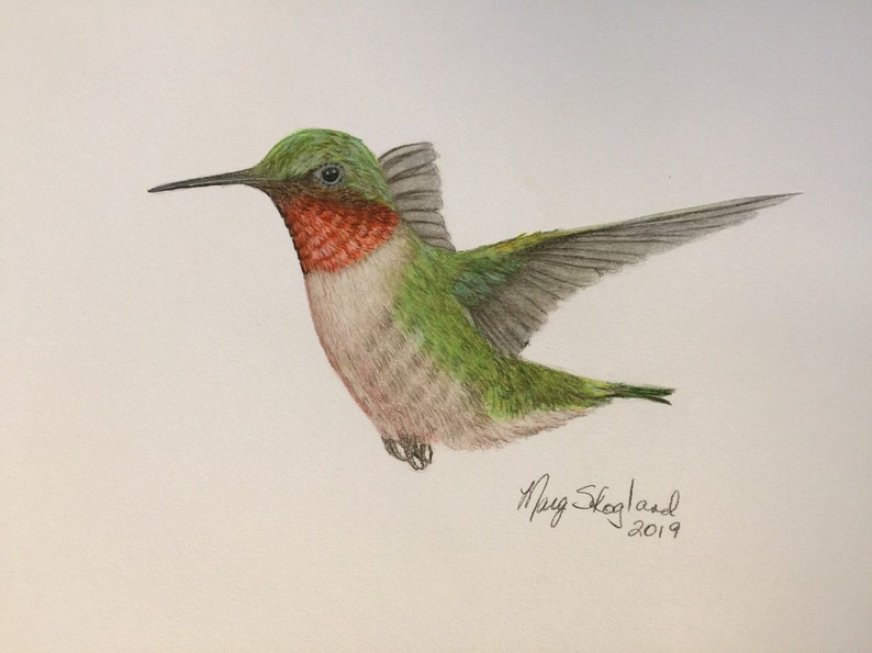Coloured Pencil Wall Art 9x12 Original Art Wildlife Lover Gift Ruby Throated Humming Bird Wildlife Art Art by Marg Skogland