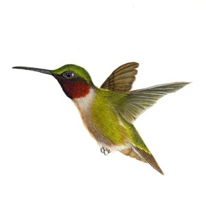 以下が含まれることがあります： 鮮やかな色合いのハチドリの飛行の詳細なイラスト。鳥は緑色の頭、赤い喉、黄緑色の体を持っています。翼を広げ、長い嘴を伸ばしています。