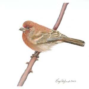 Original House Finch Art: Colored Pencil Bird Drawing (9x12 inch)