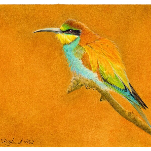 CLEARANCE! European Bee-Eater original coloured pencil art, 9x12 inch wall decor