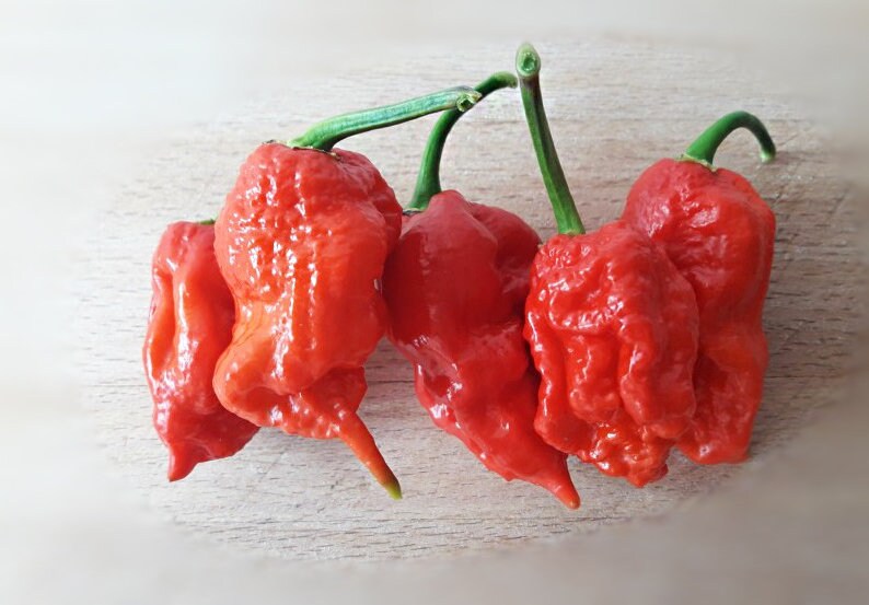 перец carolina reaper. Carolina reaper записи. каролинский жнец. Carolina reaper записи. перец каролина рипер.
