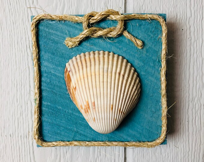 Seashell Wall Decor Beach Decor Wall Art Seashell Art Etsy