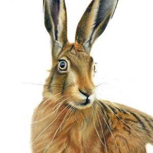 Hare Limited Edition Fine Art Print