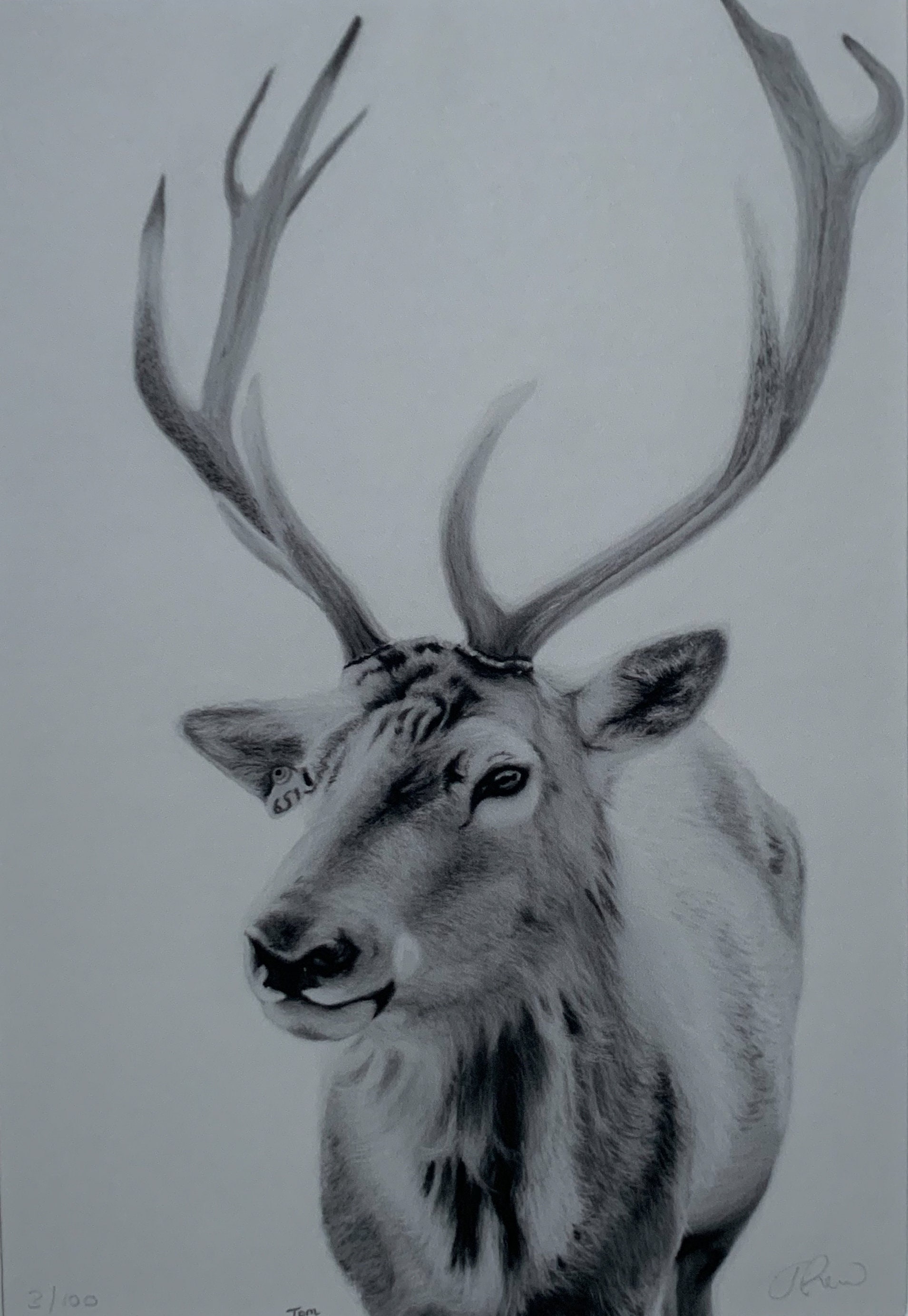 Black and White Stag Limited Edition Print unframed Etsy UK