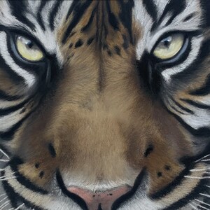 Tiger King Limited Edition Fine Art Print
